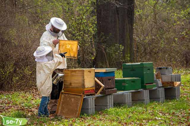 كيف يمكنك التعرف على العسل الكشميري النقي؟